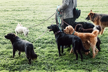 Man dog walker walking group of dogs on the leashes in the park - obrazy, fototapety, plakaty