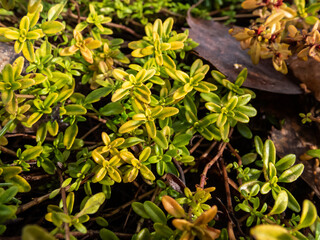 Macro of yellow and green leaves of the Dwarf lemon-scented thyme (Thymus x citriodorus) 'Golden Draft' - evergreen, mat forming plant in the garden in spring