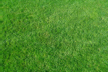 real green grass natural background