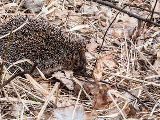 Close-up shot of the adult European hedgehog (Erinaceus europaeus) with focus on face and eye in...