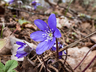 Macro of spring wildflowers the Common hepatica (Anemone hepatica or Hepatica nobilis) growing in...