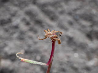 Close-up shot of detailed shed exuviae of the exoskeleton of the small spider with blurred background