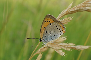 Fototapeta na wymiar Closeup on the Large copper, Lycaena dispar, sitting with closed wings in the vegetation