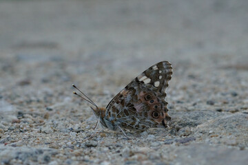 Close-up on a Painted Lady butterfly, Vanessa cardui, sitting with closed wings on the ground