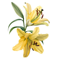 Yellow lily, vector illustration.