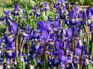 Siberian iris (Iris sibirica) 'Ottawa' flowering with white-throated, violet flowers with yellow...