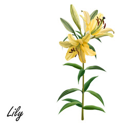 Yellow lily flower isolated on white background, vector illustration.