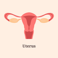 Icon, banner, poster, flat illustration with human uterus and text Uterus
