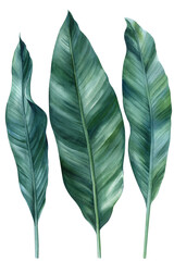 tropical green leaves palm on white background, watercolor illustration, botanical painting, jungle design