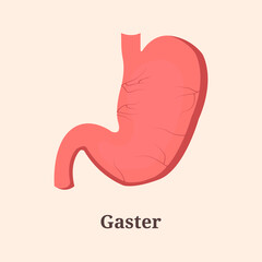 Icon, banner, poster, flat illustration with human stomach and text Gaster
