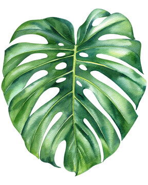 tropical green leaves palm monstera on white background, watercolor illustration, botanical painting, jungle design