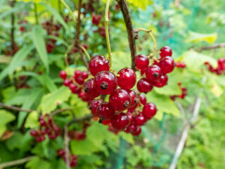 Perfect red ripe redcurrants (ribes rubrum) on the branch between green leaves with blurry background. Taste of summer