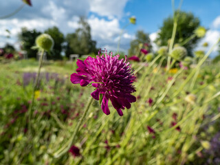 The Macedonian scabious (Knautia macedonica) growing in a garden and blooming with dark red flower