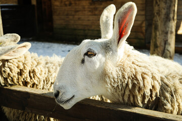 Sheeps outdoor in winter season in sunny day