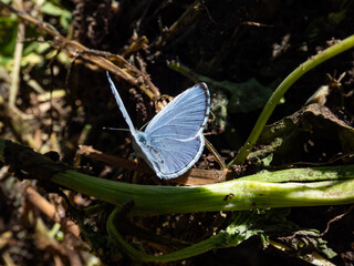 Close-up of the Holly blue butterfly (Celastrina argiolus) in summer. The holly blue has pale silver blue wings spotted with pale ivory dots