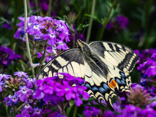 The Old World swallowtail or the common yellow swallowtail (Papilio machaon) with yellow wings with black markings and one red and six blue eye spots below each tail among purple flowers