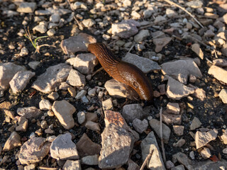 Close-up of the brick-red, dirty orange or brown Spanish slug (Arion vulgaris or Arion lusitanicus) on the ground. Invasive species and horticultural and agricultural slug pest