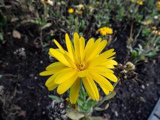 Marigold (Calendula officinalis) 'Bon bon apricot' flowering with orange-yellow flowers in garden