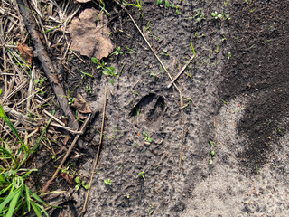 Close-up of footprints of roe deer (Capreolus capreolus) in deep and wet mud in the ground. Tracks of animals on a walking trail in the countryside in sunlight