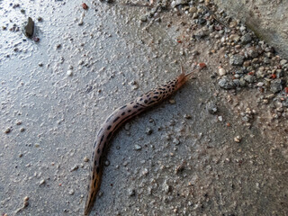 Close-up shot of the Great grey slug or Leopard slug (Limax maximus) crawling on a concrete. The body is grey longitudinally streaked or spotted with black