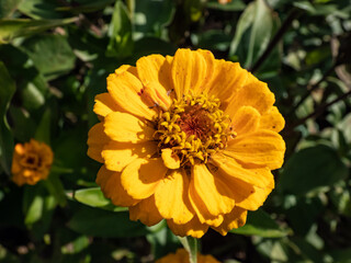 The youth-and-age, common zinnia or elegant zinnia (Zinnia elegans or Zinnia violacea) 'Oklahoma Golden Yellow' growing in the garden and blooming with rounded, double flowers in autumn
