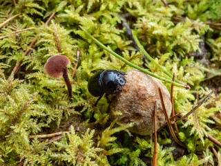 Beautiful macro shot of glossy earth boring dung-beetle - (Geotrupes stercorarius) crawling on the forest ground on a small mushroom