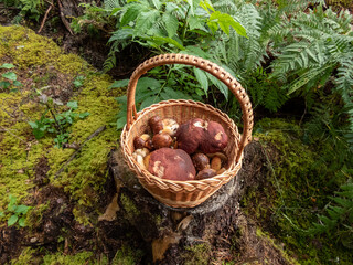 Fototapeta na wymiar Wooden basket on the tree stump full with edible mushrooms - russula rosea and boletus among forest vegetation