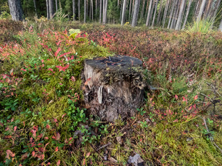 View of forest ground and old tree stump surrounded with moss, plants and green and colorful vegetation