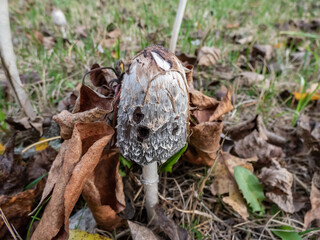 Lawyer's Wig, Shaggy Ink-cap or shaggy mane (Coprinus comatus) - the cap is white, covered with...