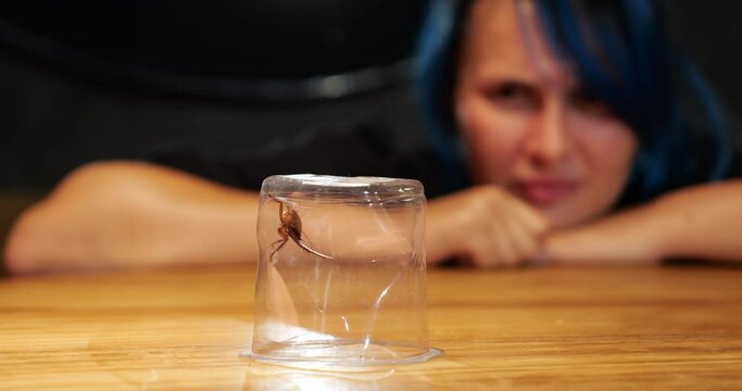 Large cockroach is caught in crumpled plastic cup, woman peering at an unpleasant kitchen neighbor. Macro shot, selective focus on the insect, blurred woman's face in the background