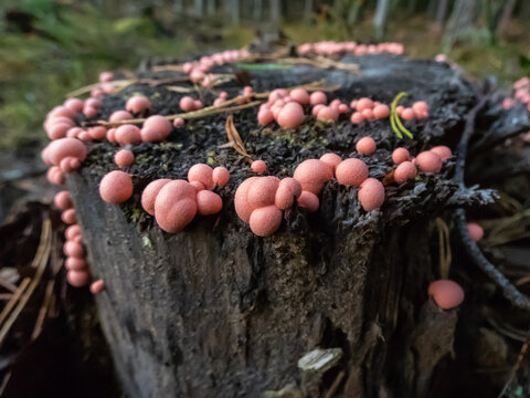 Close-up shot of the wolf's milk or groening's slime (Lycogala epidendrum) with small, pink fruiting bodies growing in a group on a log
