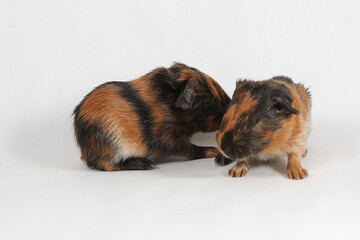 Two cute and adorable baby guinea pigs are playing. Selective focus on white background. This rodent mammal has the scientific name Cavia porcellus.