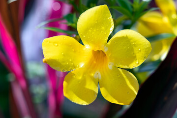 Large tropical yellow wildflower with water drops after rain close-up in Malaysian geoforest park