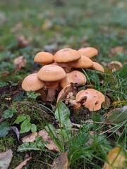 ginger mushrooms family in the forest