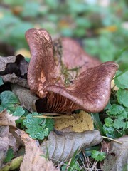 mushroom in the forest
