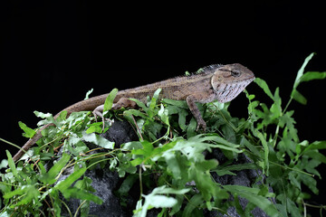 An oriental garden lizard is sunbathing. This reptile has the scientific name Calotes versicolor. 