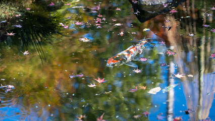 Autumn leaves floating in a pond in a Japanese garden and carp slowly swimming
