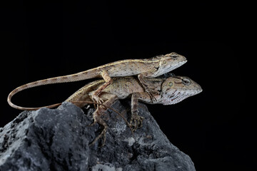 Two oriental garden lizards are sunbathing. This reptile has the scientific name Calotes...