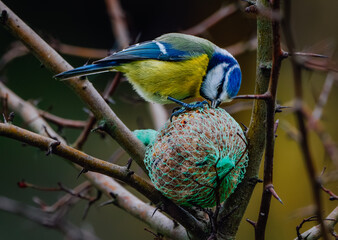 blue tit placed on a ball of fat and pecking at it