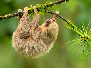 Hoffmann's two-toed sloth (Choloepus hoffmanni), also known as the northern two-toed sloth is a species of sloth from Central and South America.  © Milan