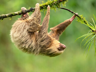 Hoffmann's two-toed sloth (Choloepus hoffmanni), also known as the northern two-toed sloth is a...