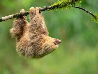 Hoffmann's two-toed sloth (Choloepus hoffmanni), also known as the northern two-toed sloth is a...