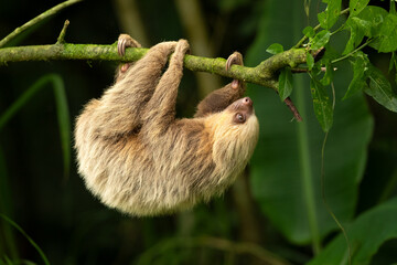 Fototapeta premium Hoffmann's two-toed sloth (Choloepus hoffmanni), also known as the northern two-toed sloth is a species of sloth from Central and South America. 