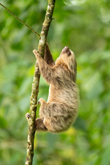 Hoffmann's two-toed sloth (Choloepus hoffmanni), also known as the northern two-toed sloth is a species of sloth from Central and South America. 