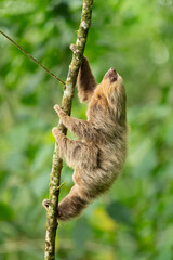 Hoffmann's two-toed sloth (Choloepus hoffmanni), also known as the northern two-toed sloth is a species of sloth from Central and South America.  © Milan