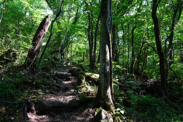 forest path in the gleaming sunlight