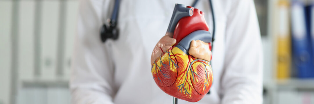 Plastic heart model in hospital, check up your heart, professional diagnostic