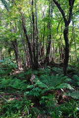 Fototapeta premium thick summer forest with fern
