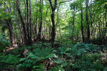 thick summer forest with fern