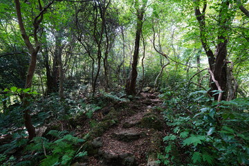 old trees and vines in wild forest

